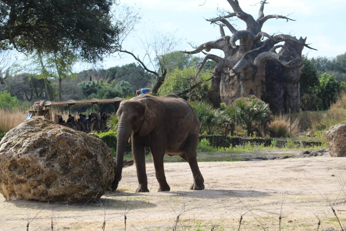 REVIEW Caring for Giants Tour Disney's Animal Kingdom