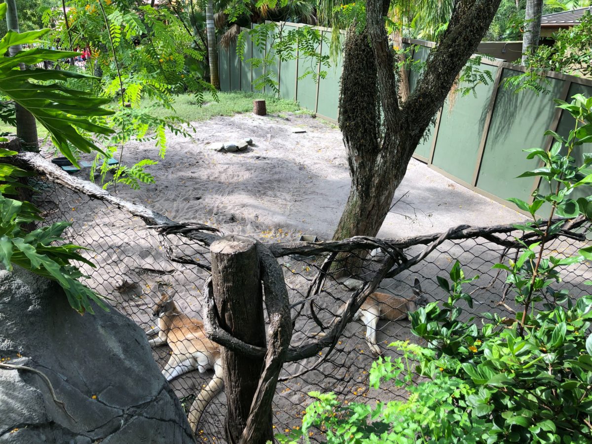 tree of life reopening animal kingdom april 2019 8