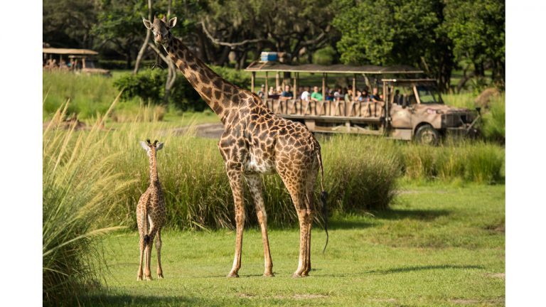 Animal Kingdom