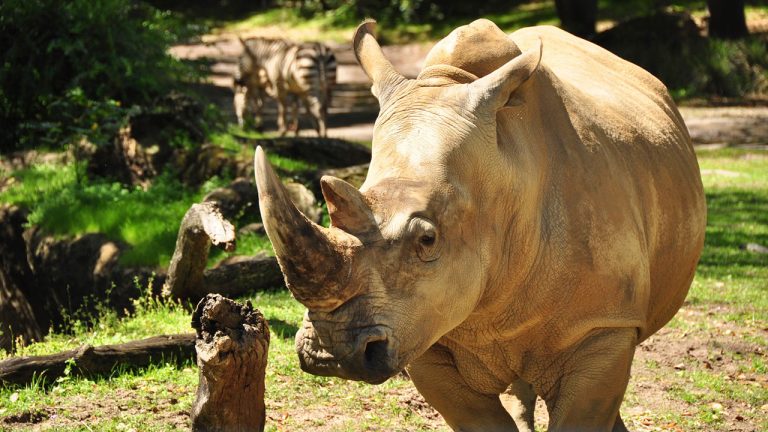 “Up Close with Rhinos” Tour Coming to Disney's Animal Kingdom Starting