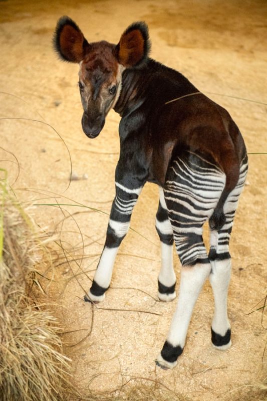 Rare Baby Okapi Born at Disney's Animal Kingdom Lodge - WDW News Today