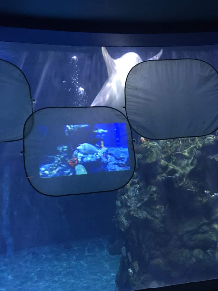 Dolphins in Depth