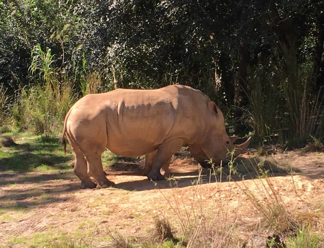 animal kingdom rhino tour