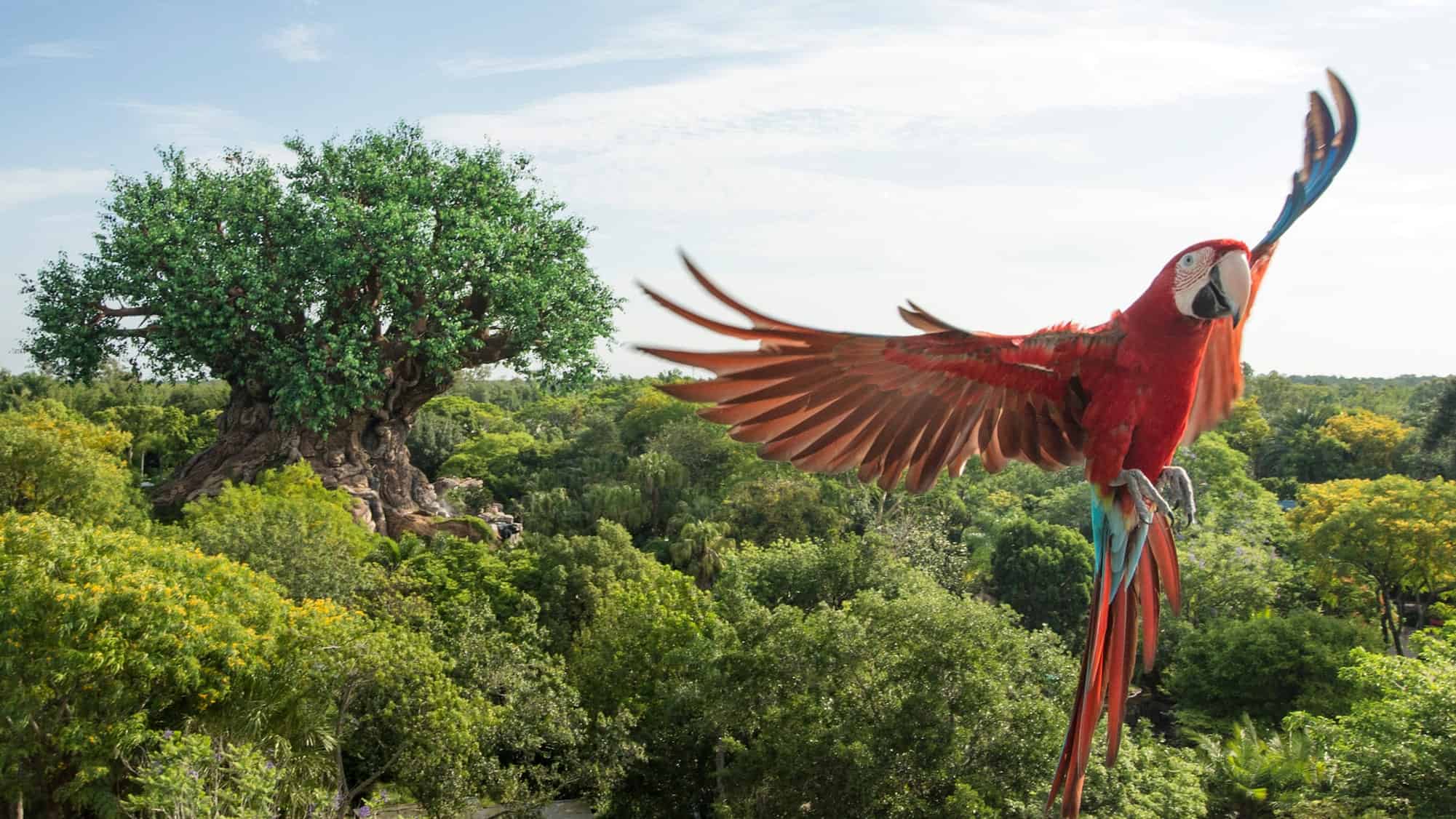 RUMOR: Winged Encounters – The Kingdom Takes Flight Bird Show Ending