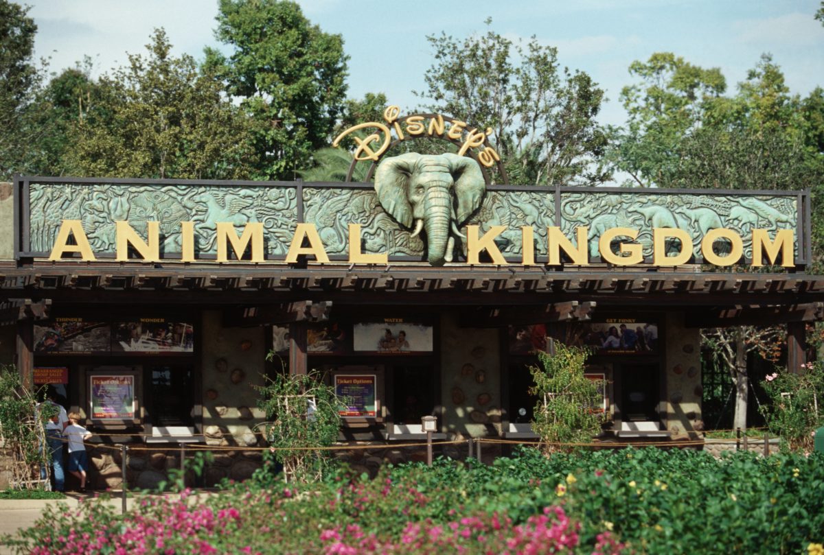 Guest Drop-Off Areas at Disney's Animal Kingdom to be Temporarily
