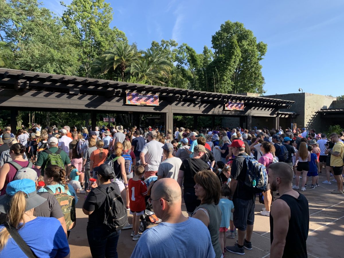 Photo Report Disney S Animal Kingdom 11 6 19 Discovery Island