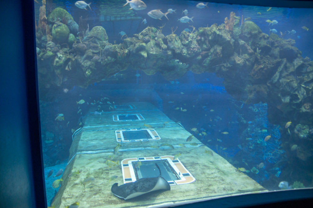 EPCOT Photo Report 12 30 19 The Seas