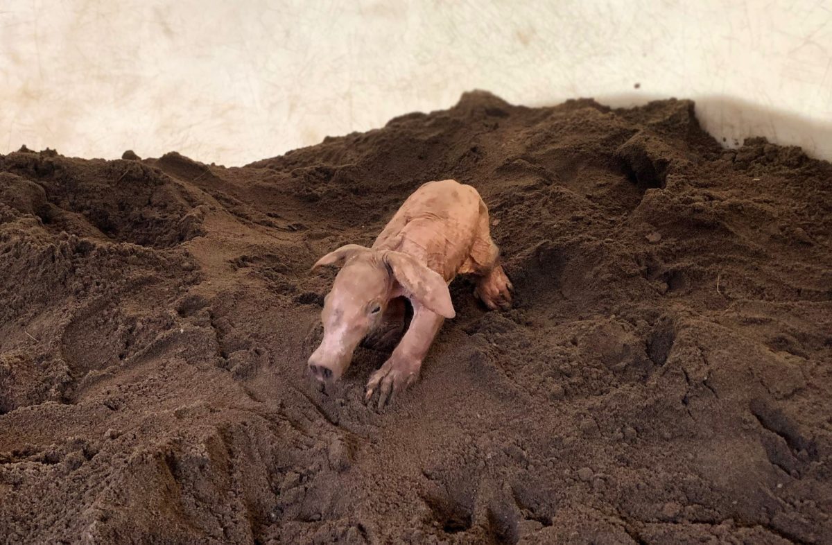 baby-aardvark-animal-kingdom