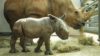 baby-rhino-disneys-animal-kingdom_3-9727932