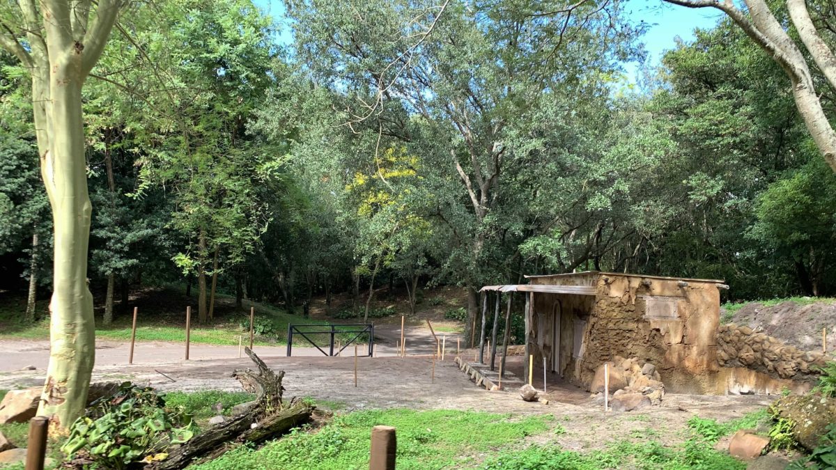 kilimanjaro-safaris-goat-exhibit-construction-november-7-2020-20