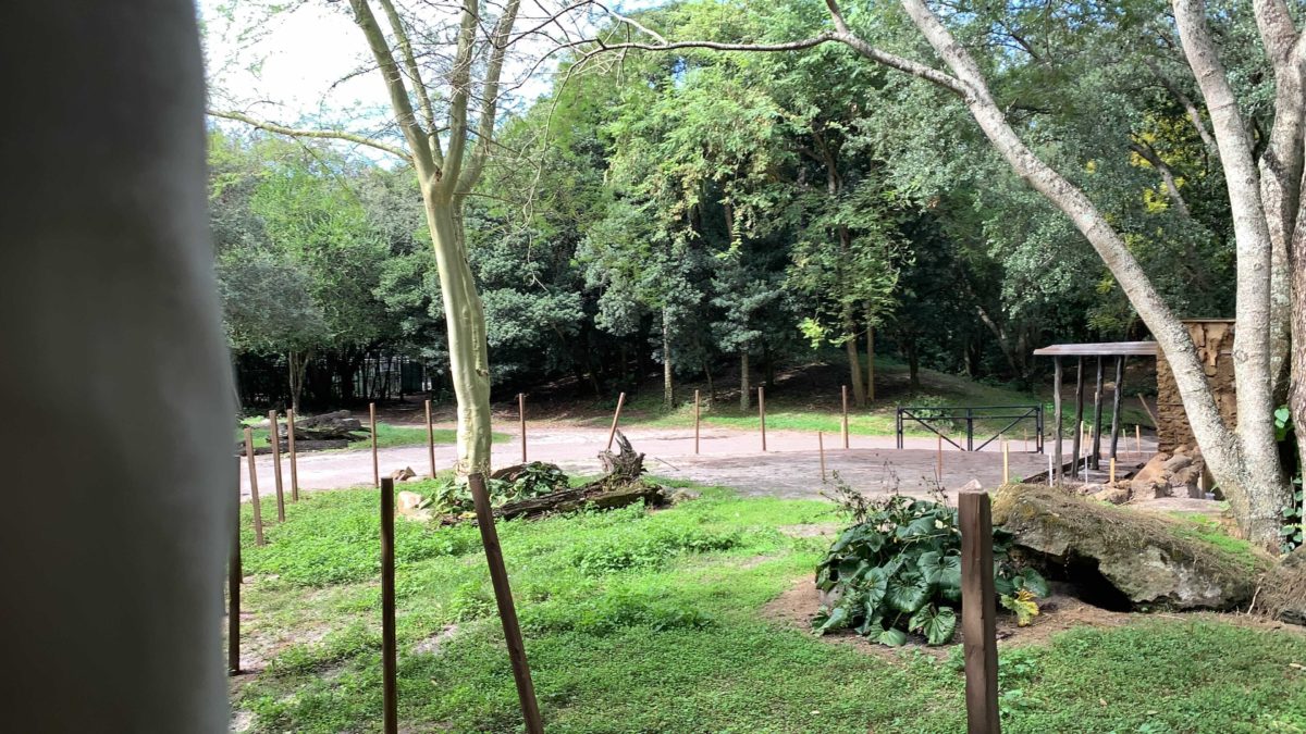 kilimanjaro-safaris-goat-exhibit-construction-november-7-2020-24