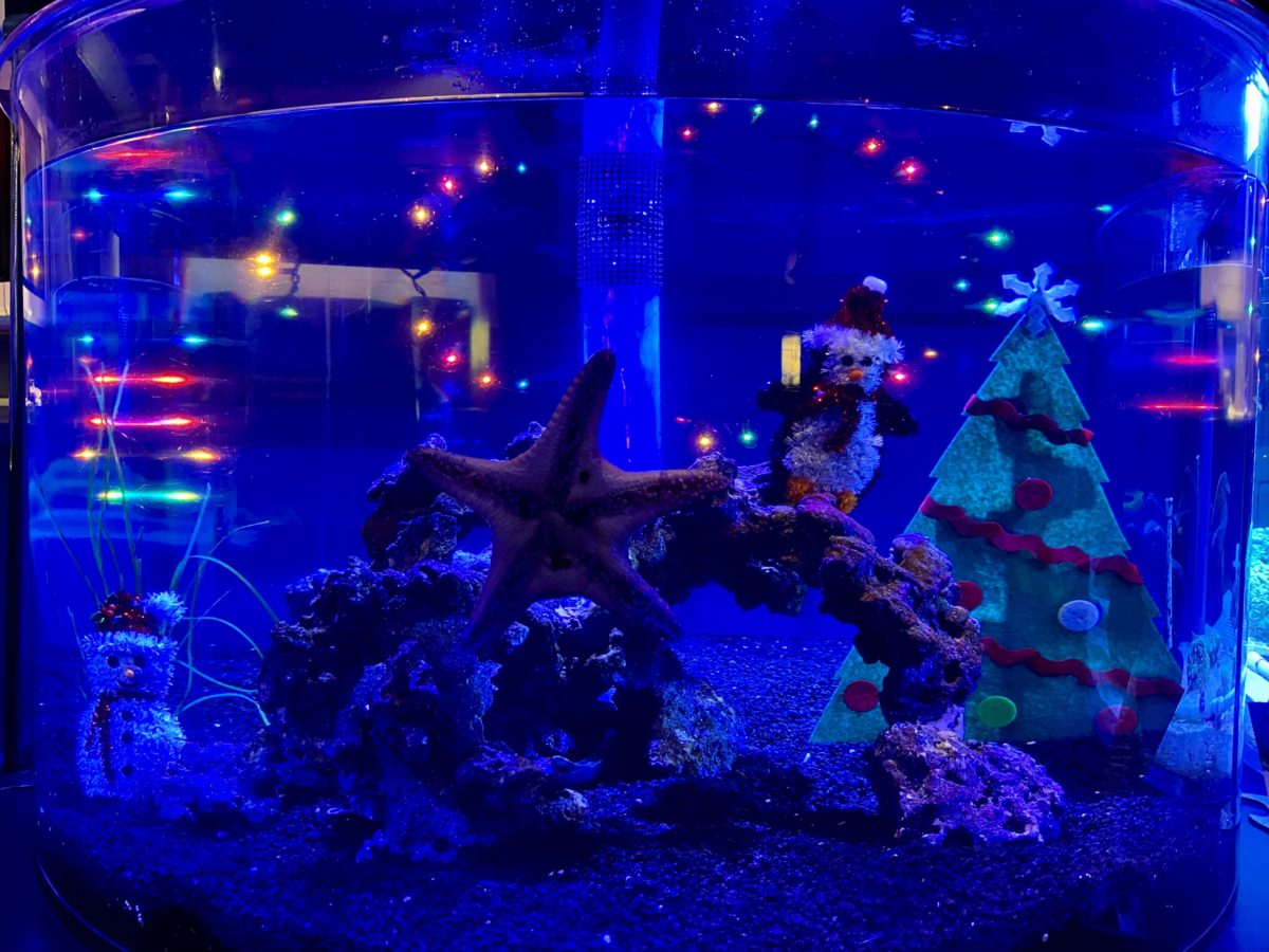 the-seas-pavilion-nursery-christmas-decorations-epcot-12212020-9408522