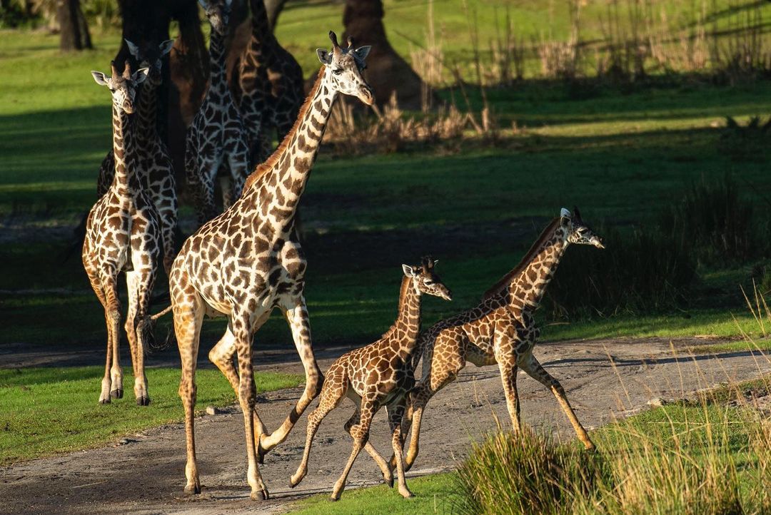 baby-giraffes-1-3726424