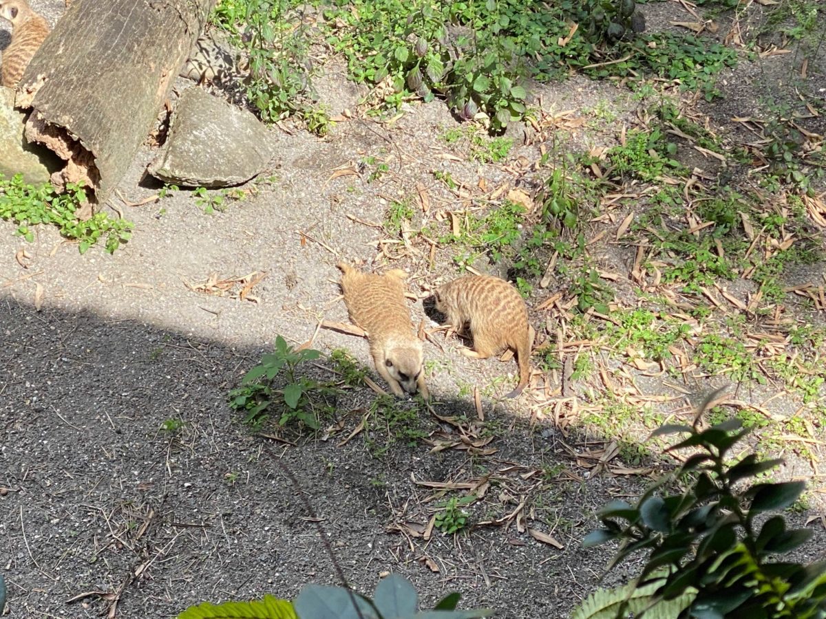 gorilla-falls-meerkats
