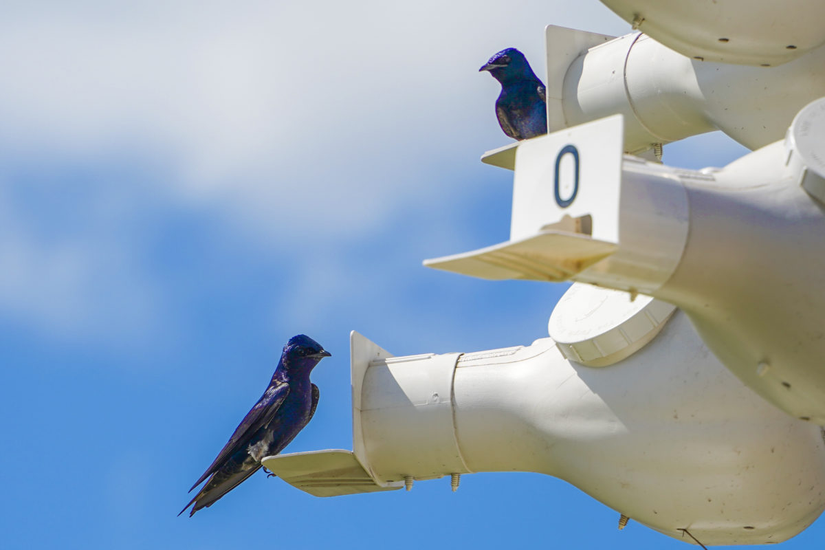 purple-martins-2-28-21-2-5638991