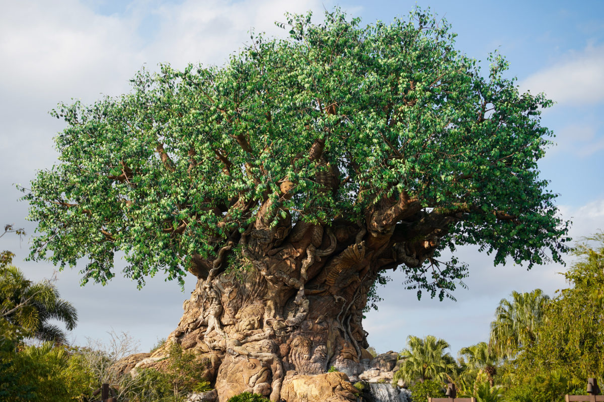 tree-of-life-2-7-21-6694169