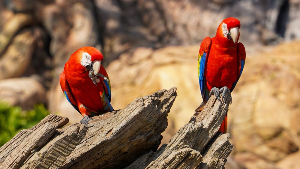 Winged Encounters Birds