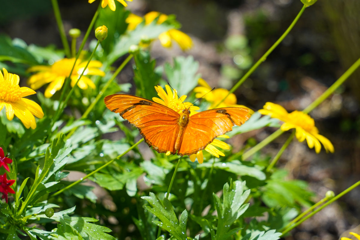 butterfly-garden-3-14-21-1-6569145