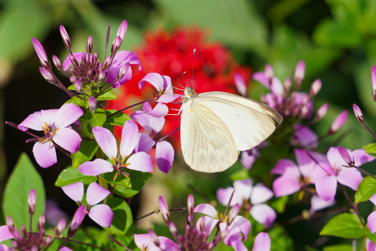 butterfly-garden-3-14-21-3-6146666
