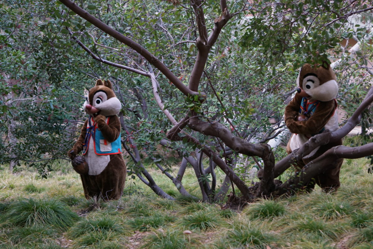 Chip and Dale ATOD