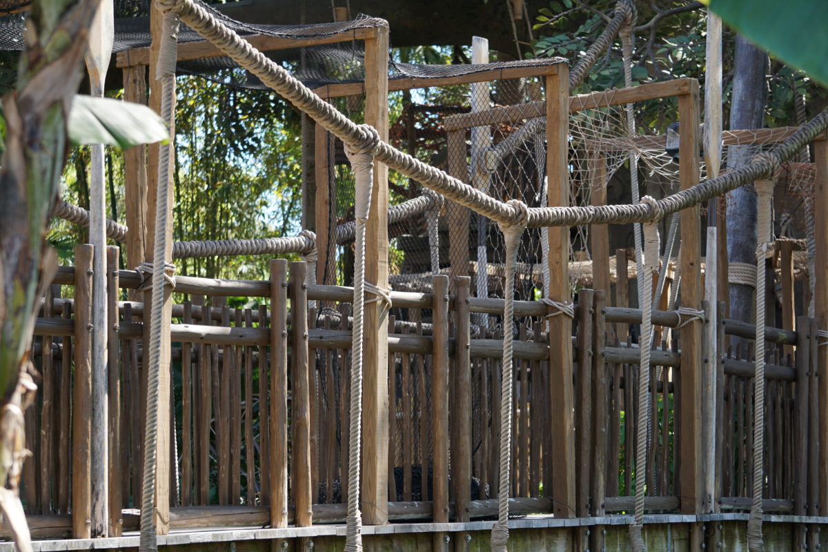 swiss-family-treehouse-addition-netting-added-to-entrance-magic-kingdom-03192021-9981021