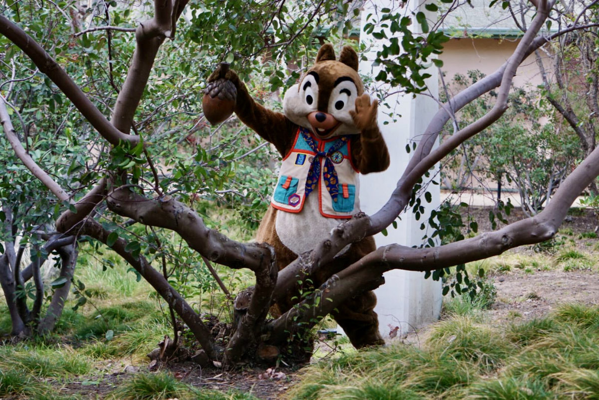 chip-n-dale-touch-of-disney-1-9761033
