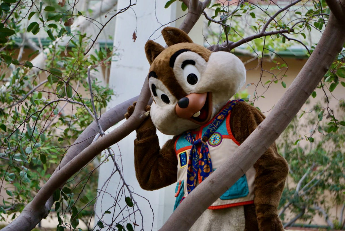 chip-n-dale-touch-of-disney-2-4384847