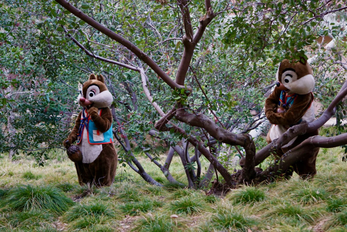 chip-n-dale-touch-of-disney-4-6349674