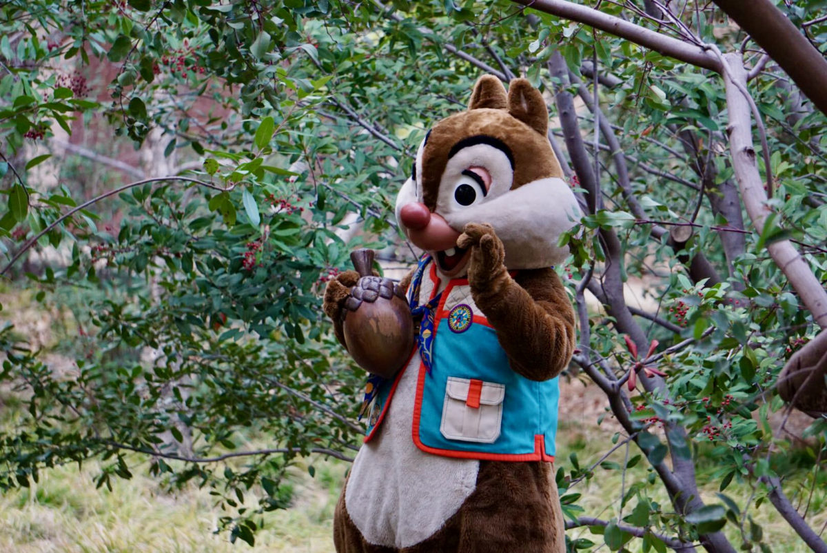 chip-n-dale-touch-of-disney-7-7916564