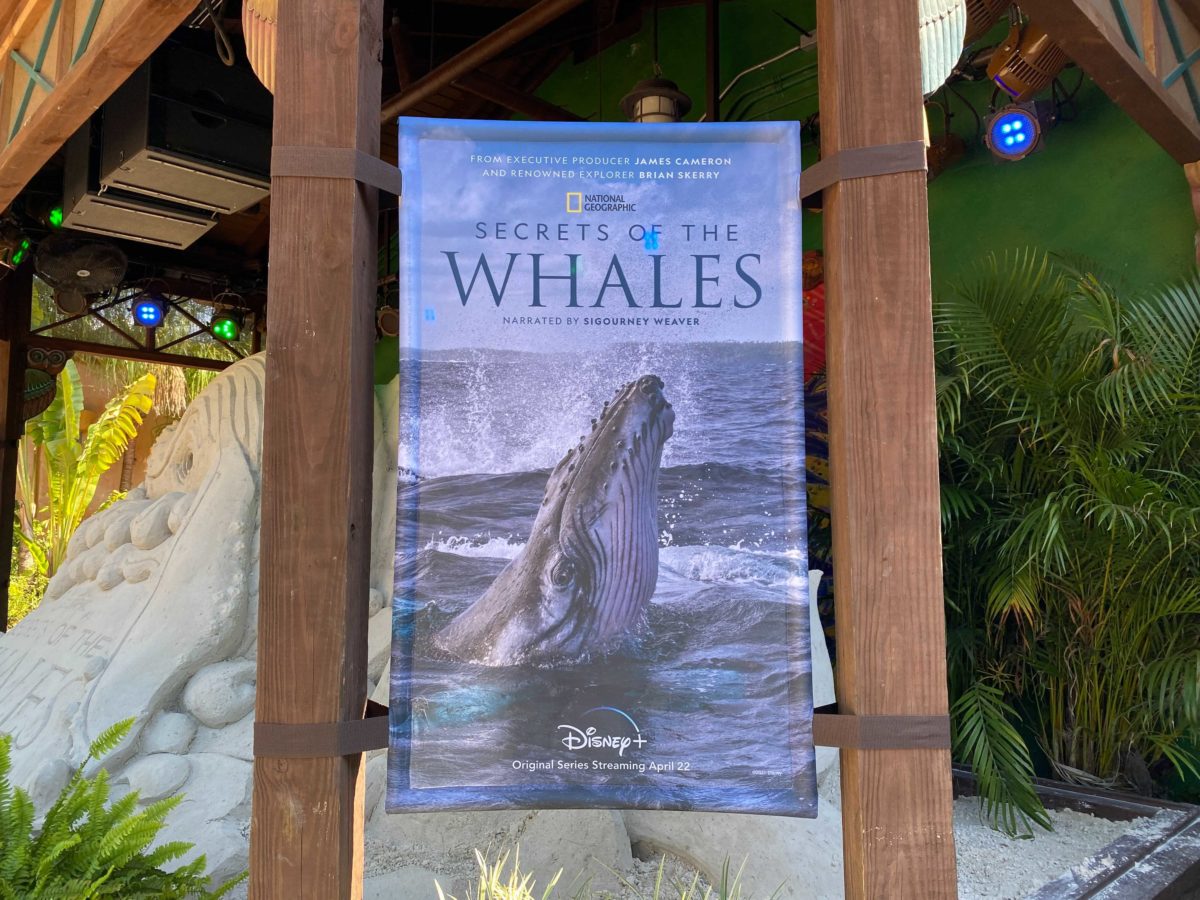 secrets-of-the-whales-display-6-4576280