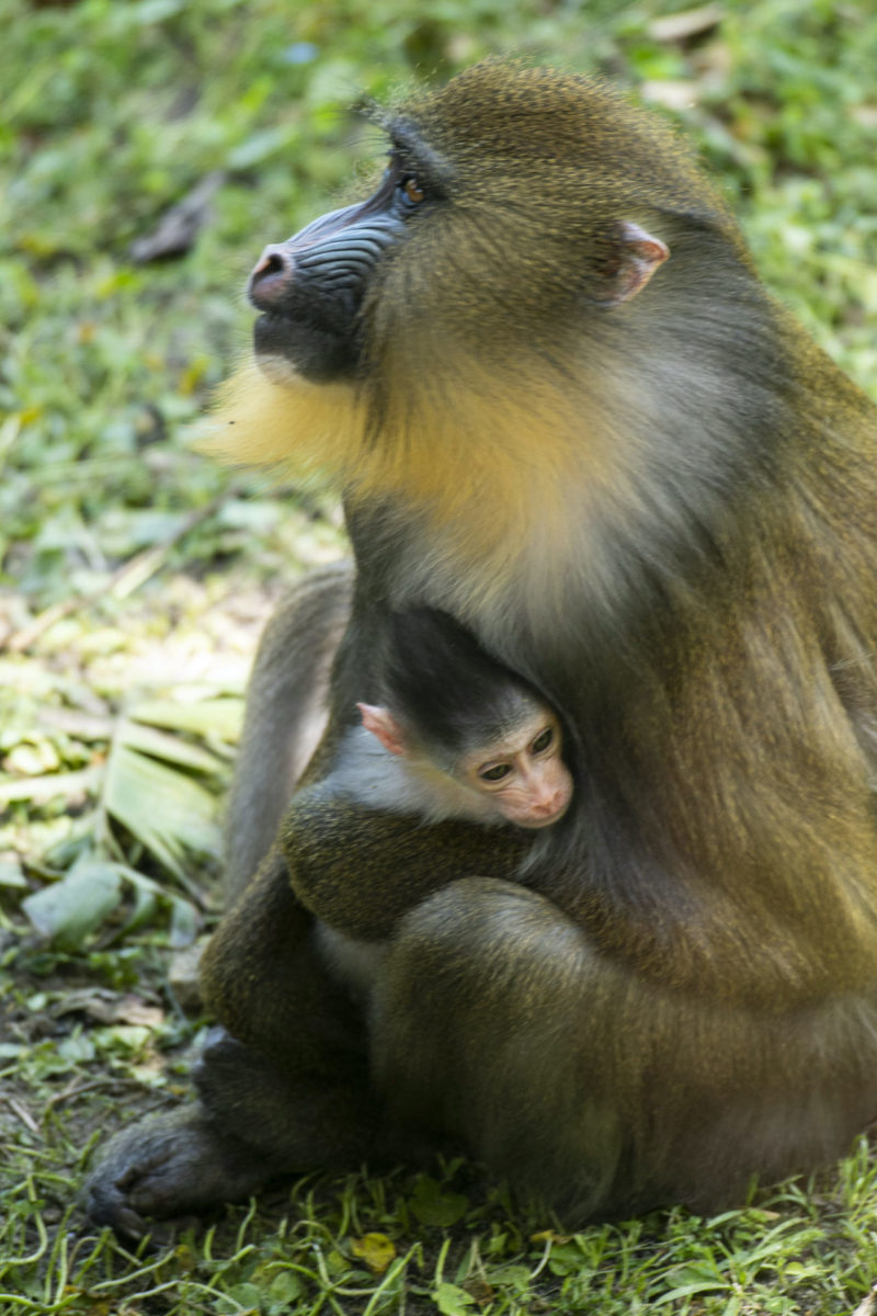 baby-mandrill-born-at-disneys-animal-kingdom-theme-park-2