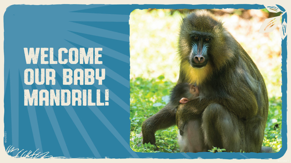21_sm_baby_mandrill_post_v1_jm