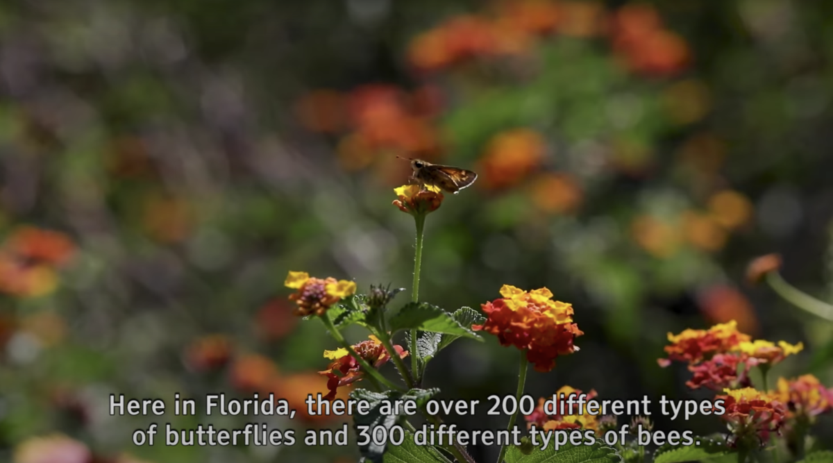 disney-pollinator-habitat-4645030