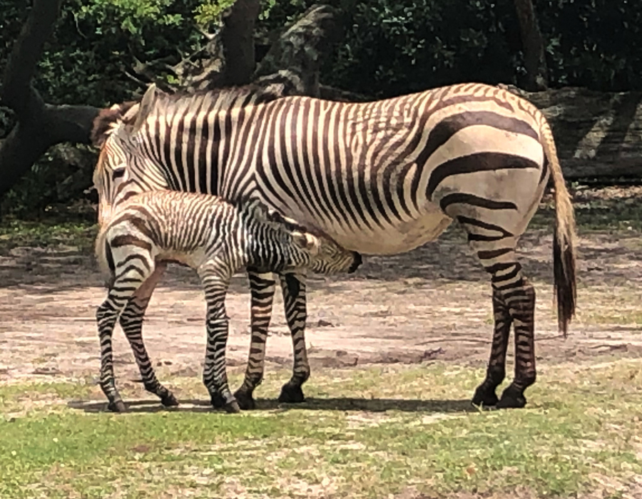 hartmanns-mountain-zebra-foal-2