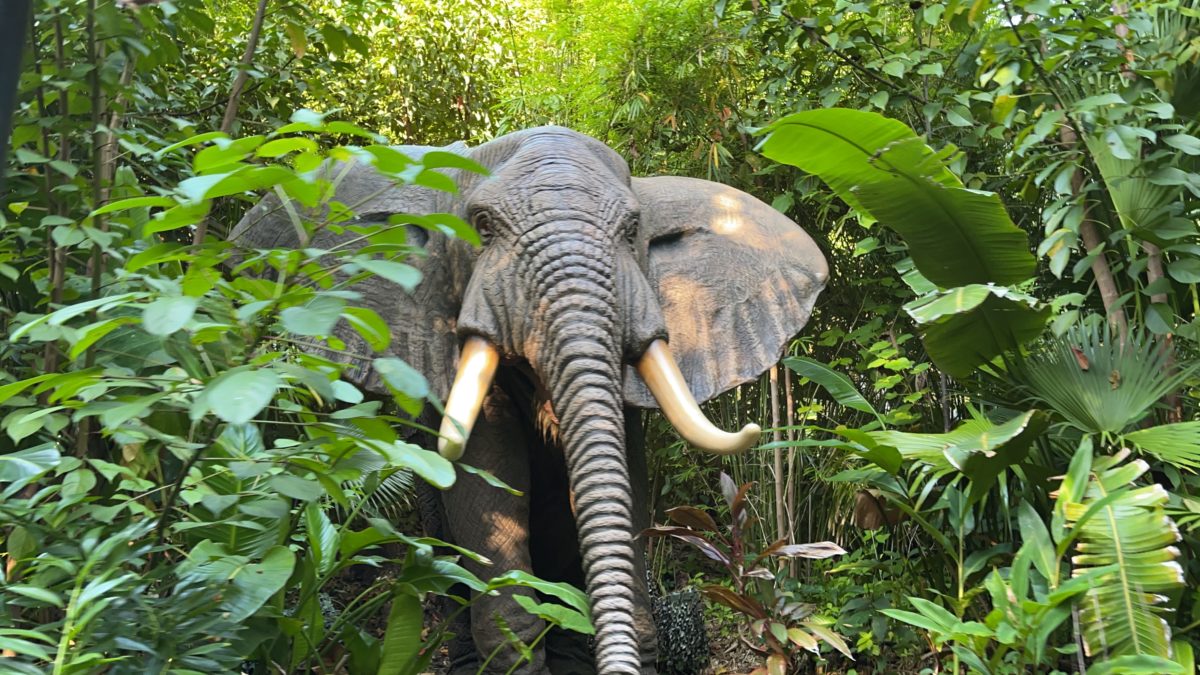 jungle-cruise-elephant-animatronic-not-working-2-magic-kingdom-05312021