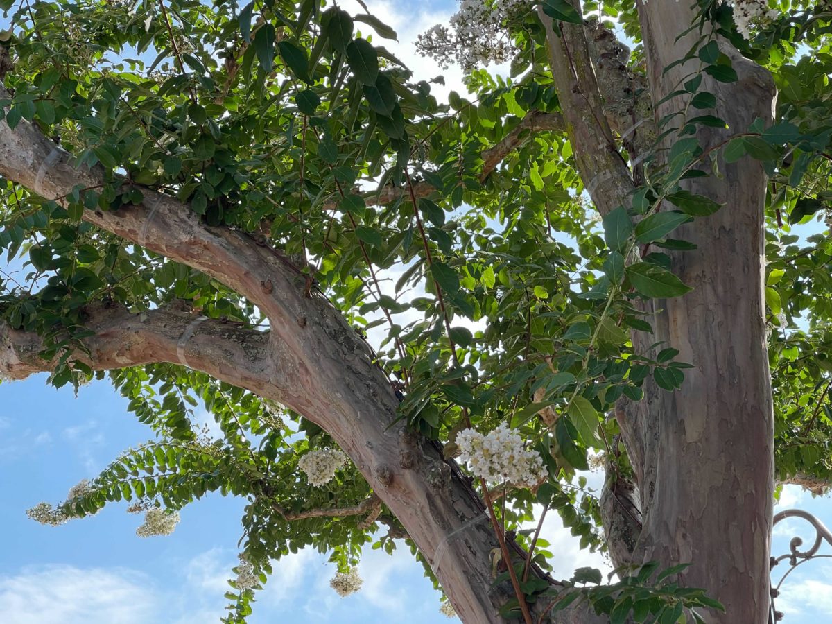 magic-kingdom-tree-lights-13