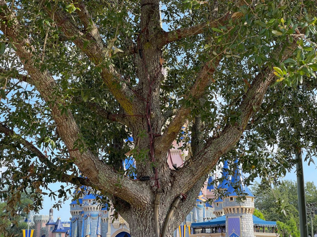 magic-kingdom-tree-lights-18