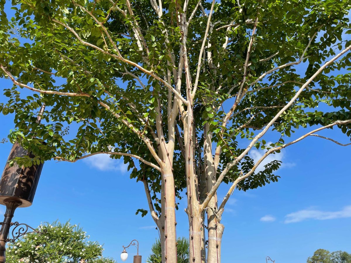 magic-kingdom-tree-lights-b-1