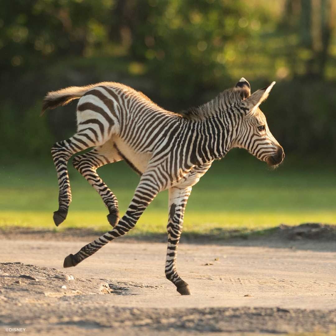 baby-zebra-2-4521934