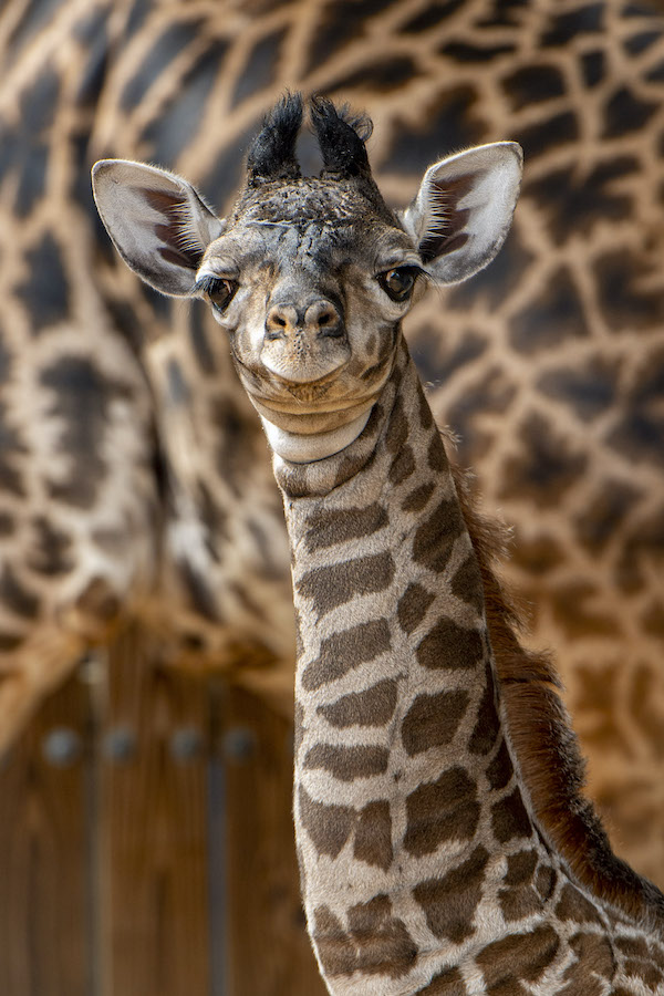 giraffe-calf-2