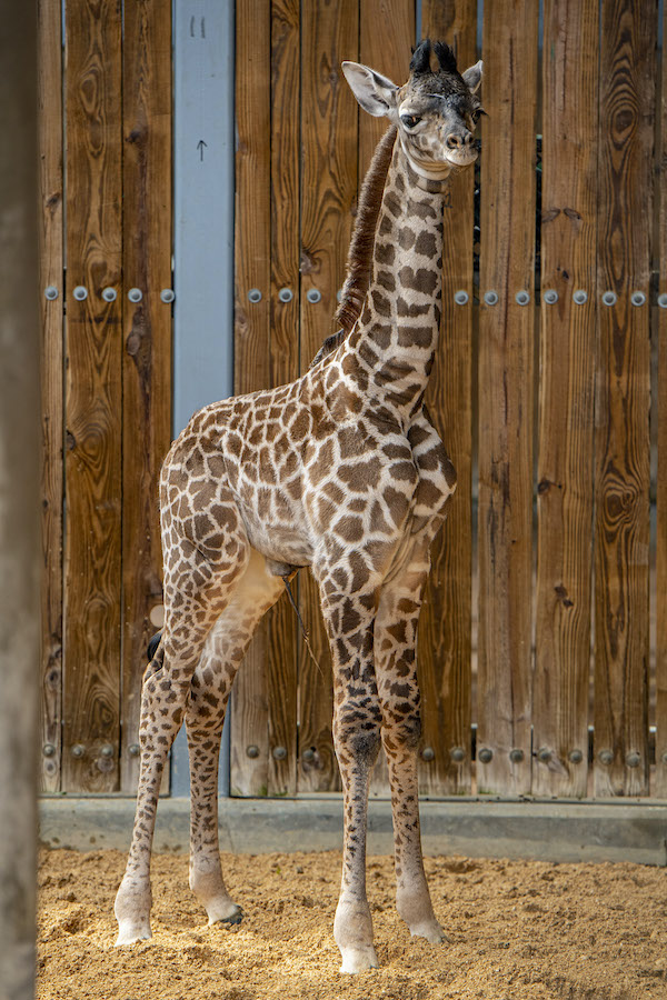 giraffe-calf-3