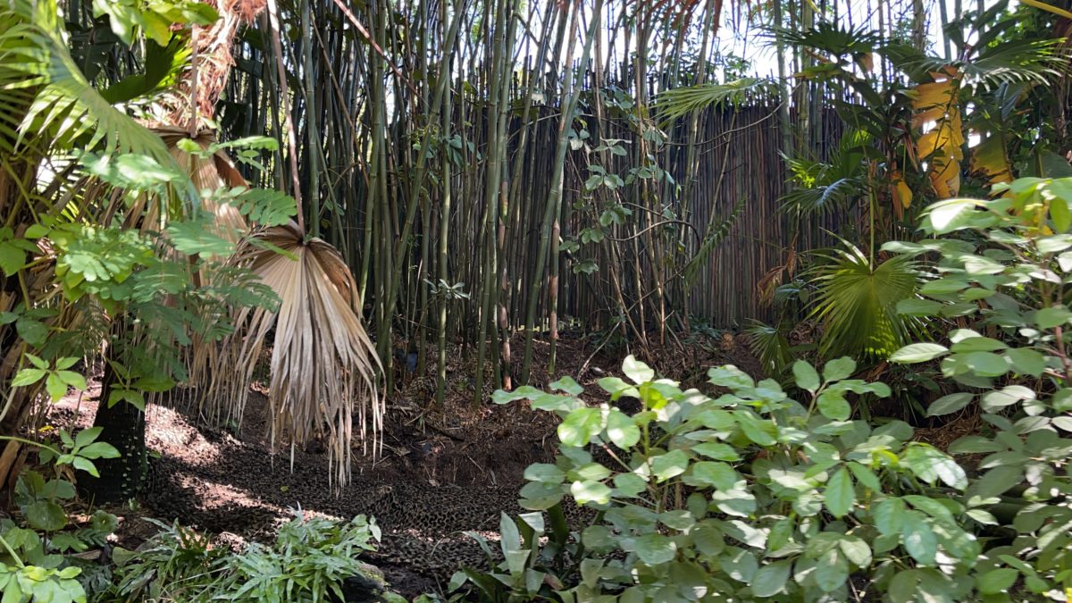 jungle-cruise-drumming-natives-hut-removed-magic-kingdom-07302021