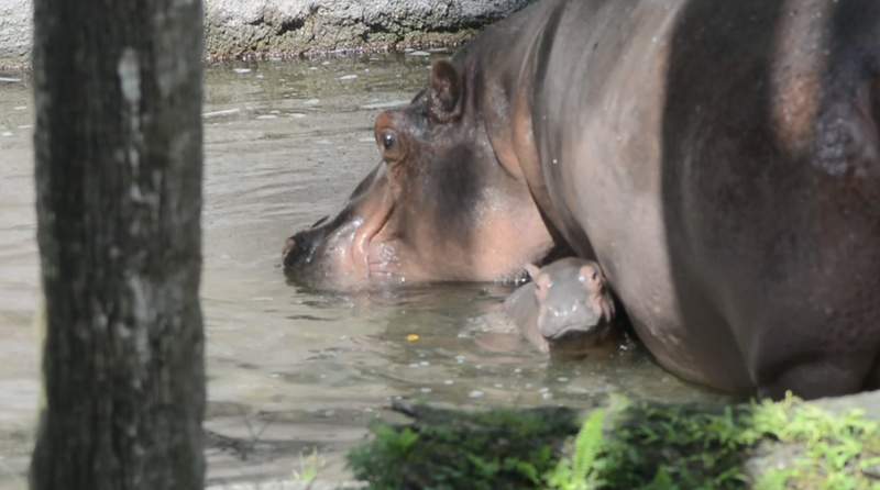 baby-hippo-2