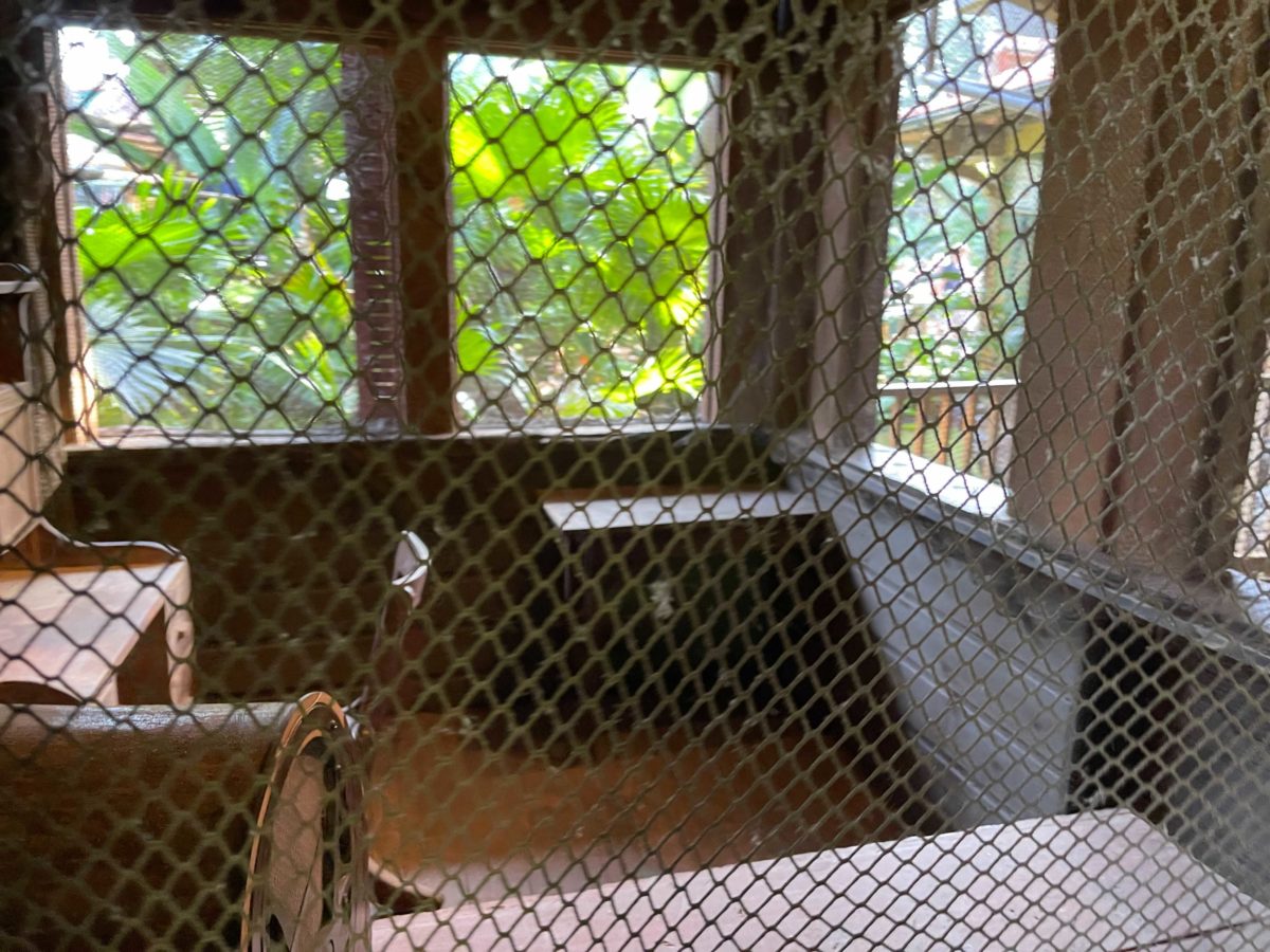 jungle-cruise-queue-office-8