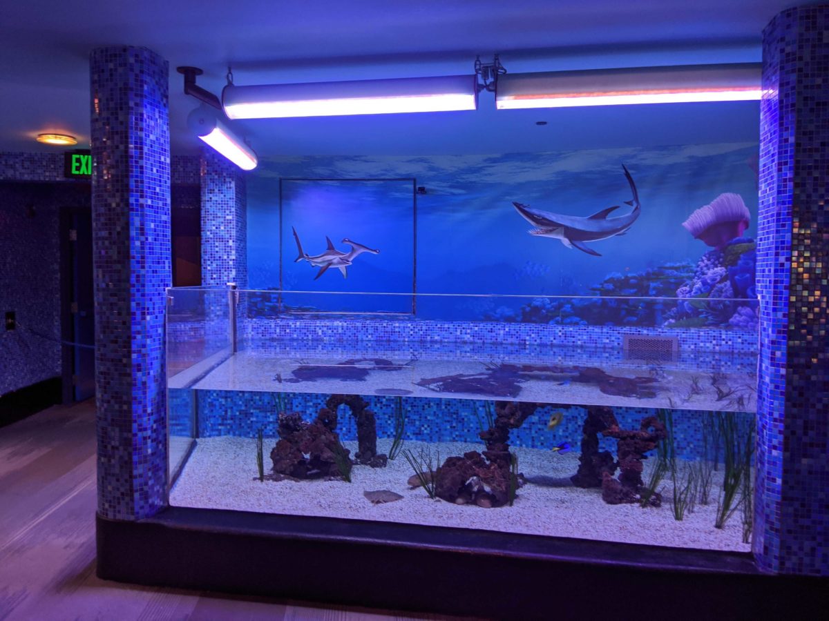 epcot-turtle-talk-with-crush-reopens-2-1145775