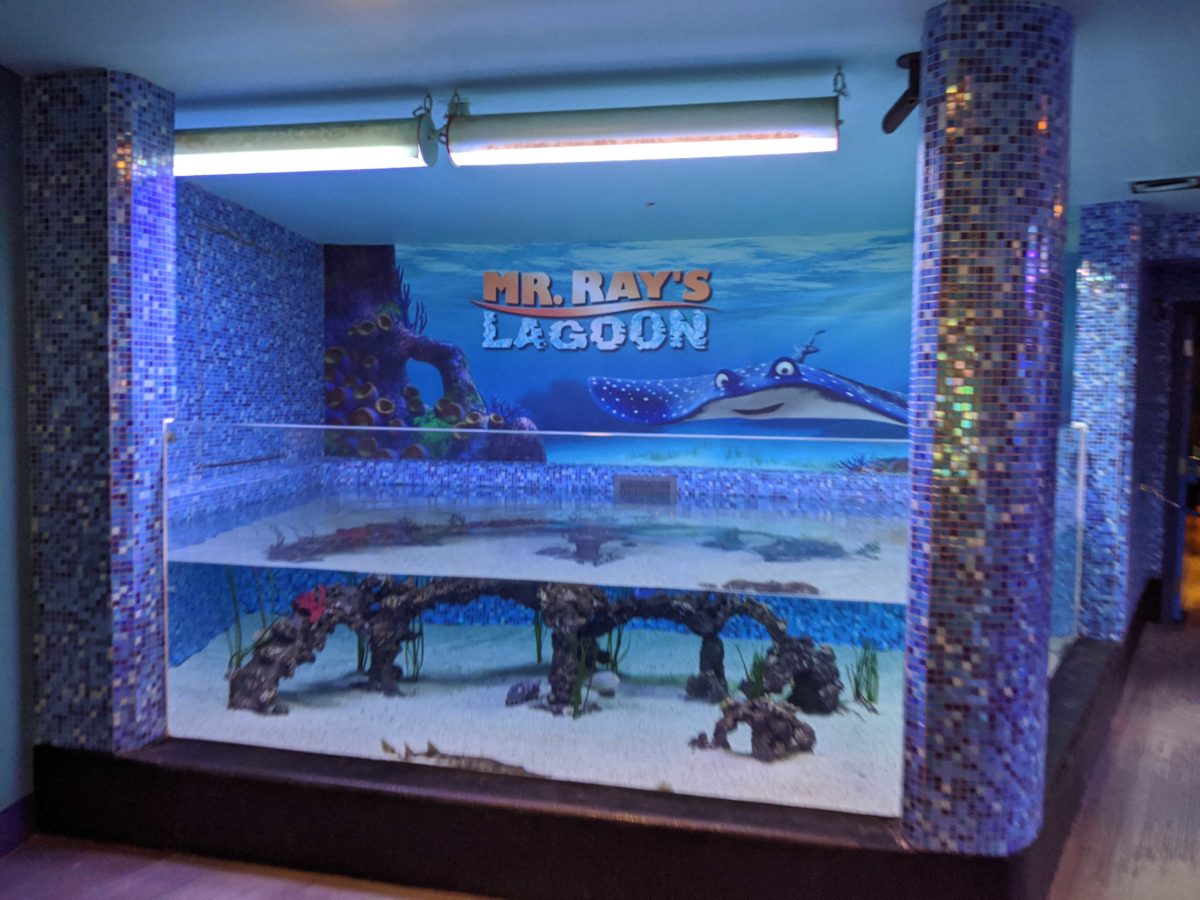 epcot-turtle-talk-with-crush-reopens-3-3479281