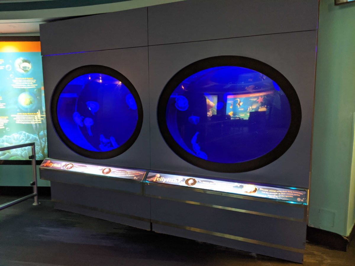 epcot-turtle-talk-with-crush-reopens-6-6592790