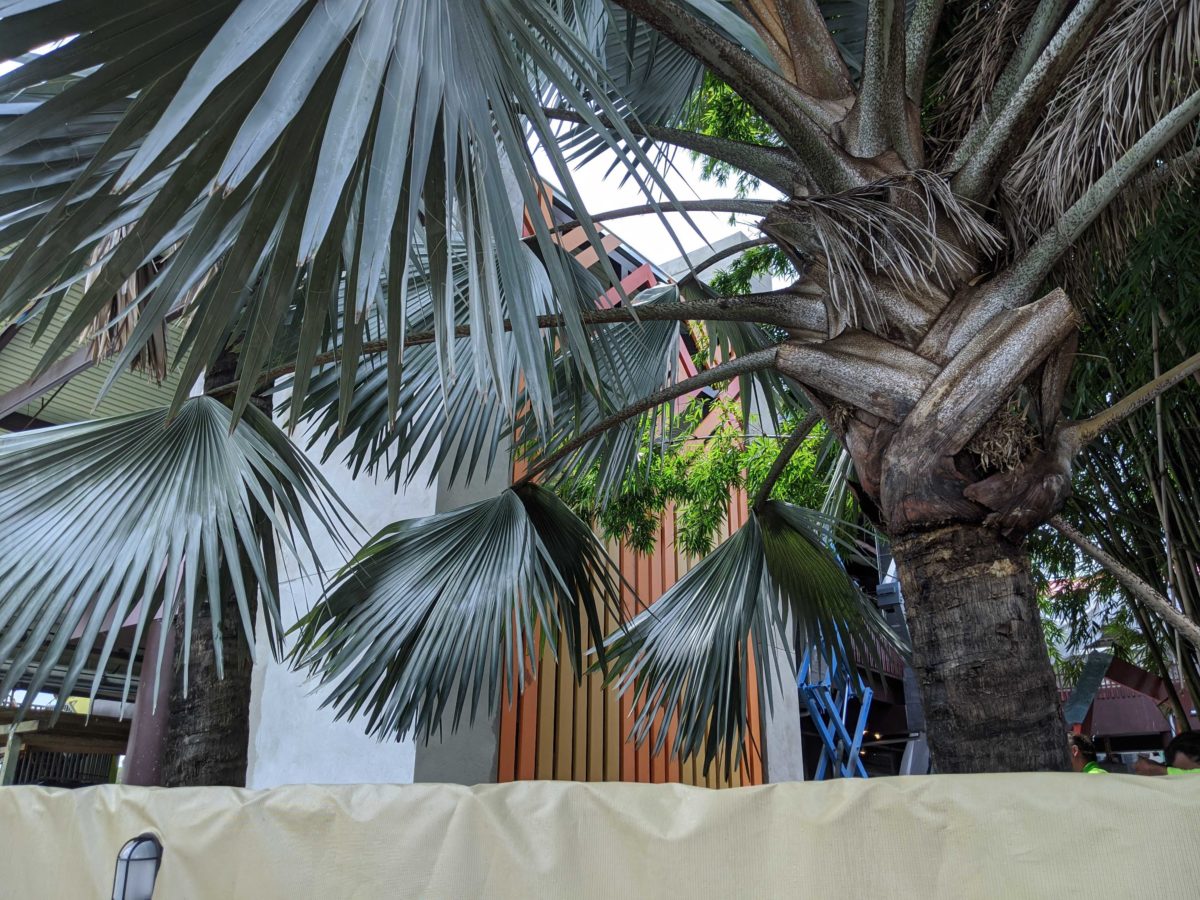 polynesian-construction-144518