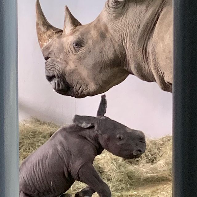 disneys-animal-kingdom-white-rhino-calf-9261331