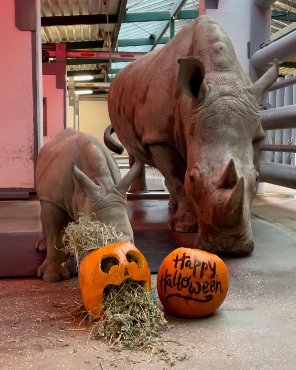 wdw-animals-halloween-enrichment-3-7958936